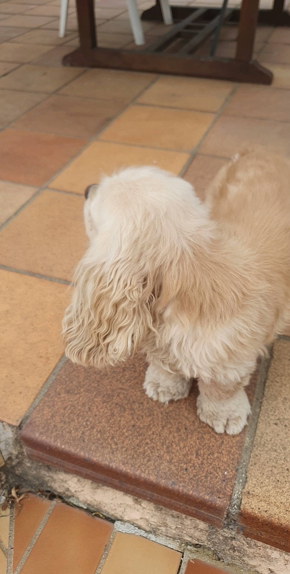 Nikita participe au concours pour gagner de l'argent avec cette photo : bolognese, canidae, carnivore, companion_dog, dog, dog_breed, fur, havanese, maltepoo, maltese, mammal, non_sporting_group, puppy, rare_breed_dog, shih_tzu, sporting_group, terrier, tibetan_terrier, toy_dog, toy_poodle