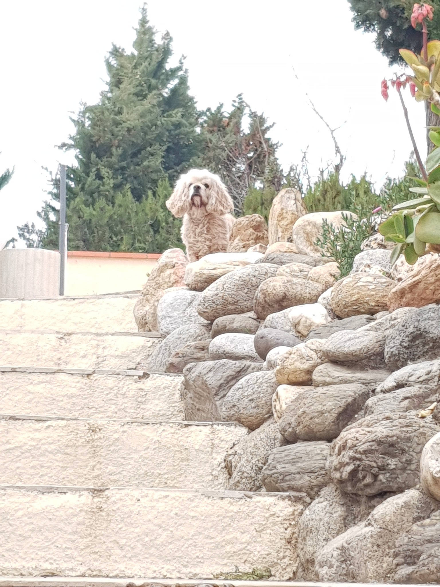 Nikita a rejoint le concours — aidez-le/la à gagner de superbes lots ! canidae, fawn, landscape, rock, sporting_group, stone_wall, wall