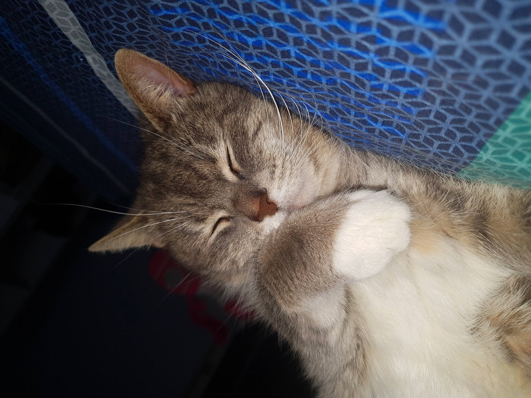 Silbi participe au concours pour gagner de l'argent avec cette photo : aegean_cat, asian, carnivore, cat, claw, domestic_short_haired_cat, ear, european_shorthair, fawn, felidae, fur, kitten, polydactyl_cat, singapura, small_to_medium_sized_cats, snout, tabby_cat, tail, whiskers