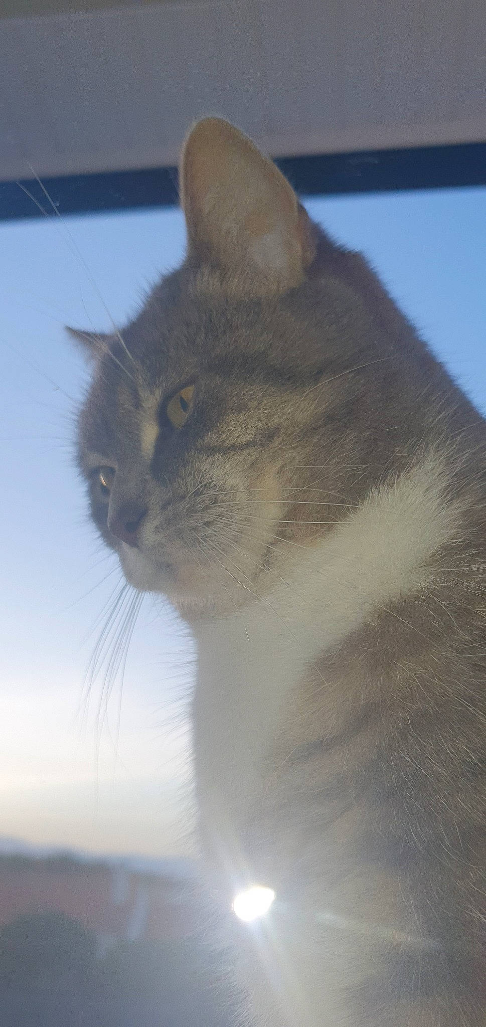 Silbi a rejoint le concours — aidez-le/la à gagner de superbes lots ! aegean_cat, american_wirehair, asian, burmese, carnivore, cat, domestic_short_haired_cat, felidae, fur, mammal, small_to_medium_sized_cats, snout, tail, whiskers