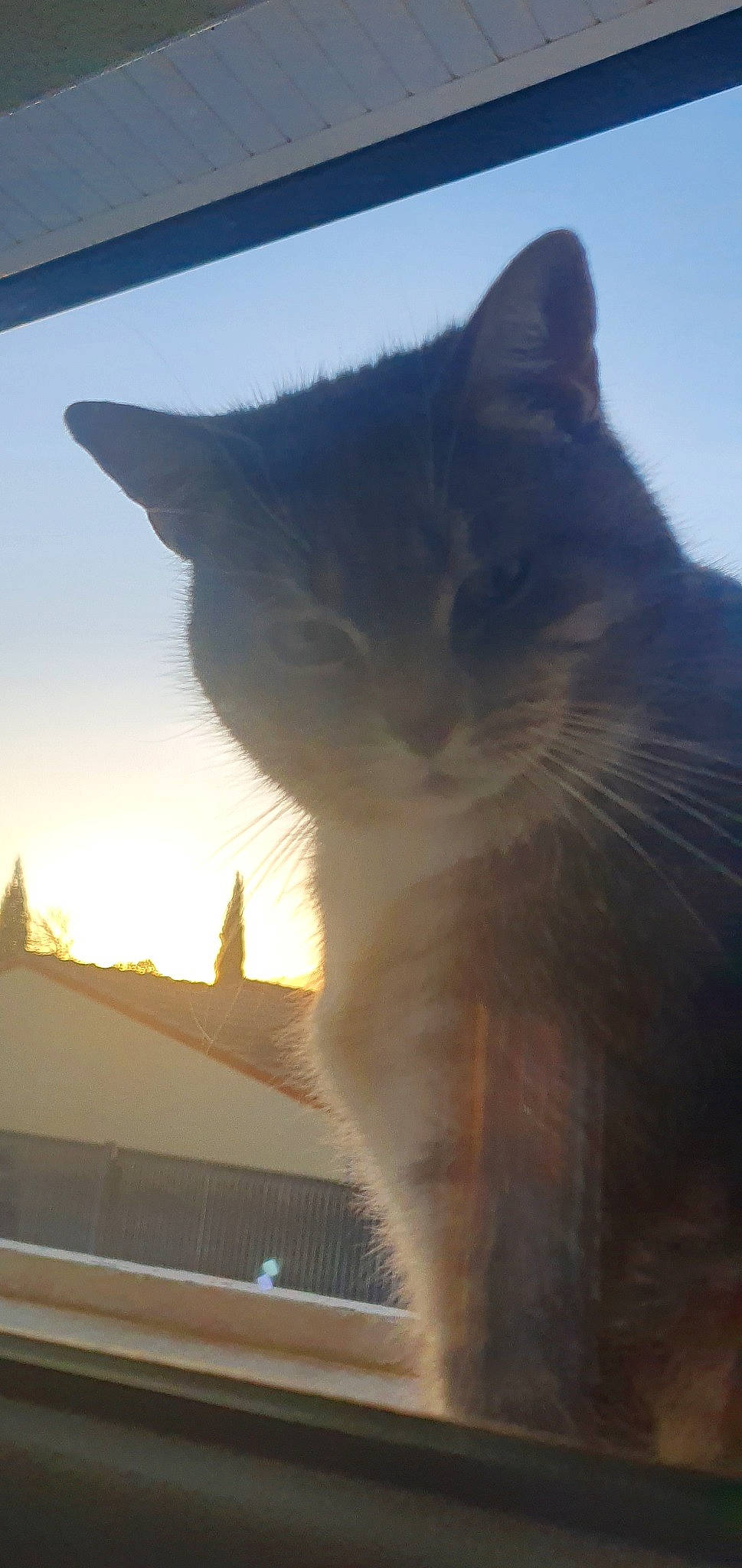 Silbi participe au concours pour gagner de l'argent avec cette photo : carnivore, cat, cloud, domestic_short_haired_cat, eye, felidae, kitten, light, roof, sky, small_to_medium_sized_cats, snout, sunlight, tail, whiskers, window