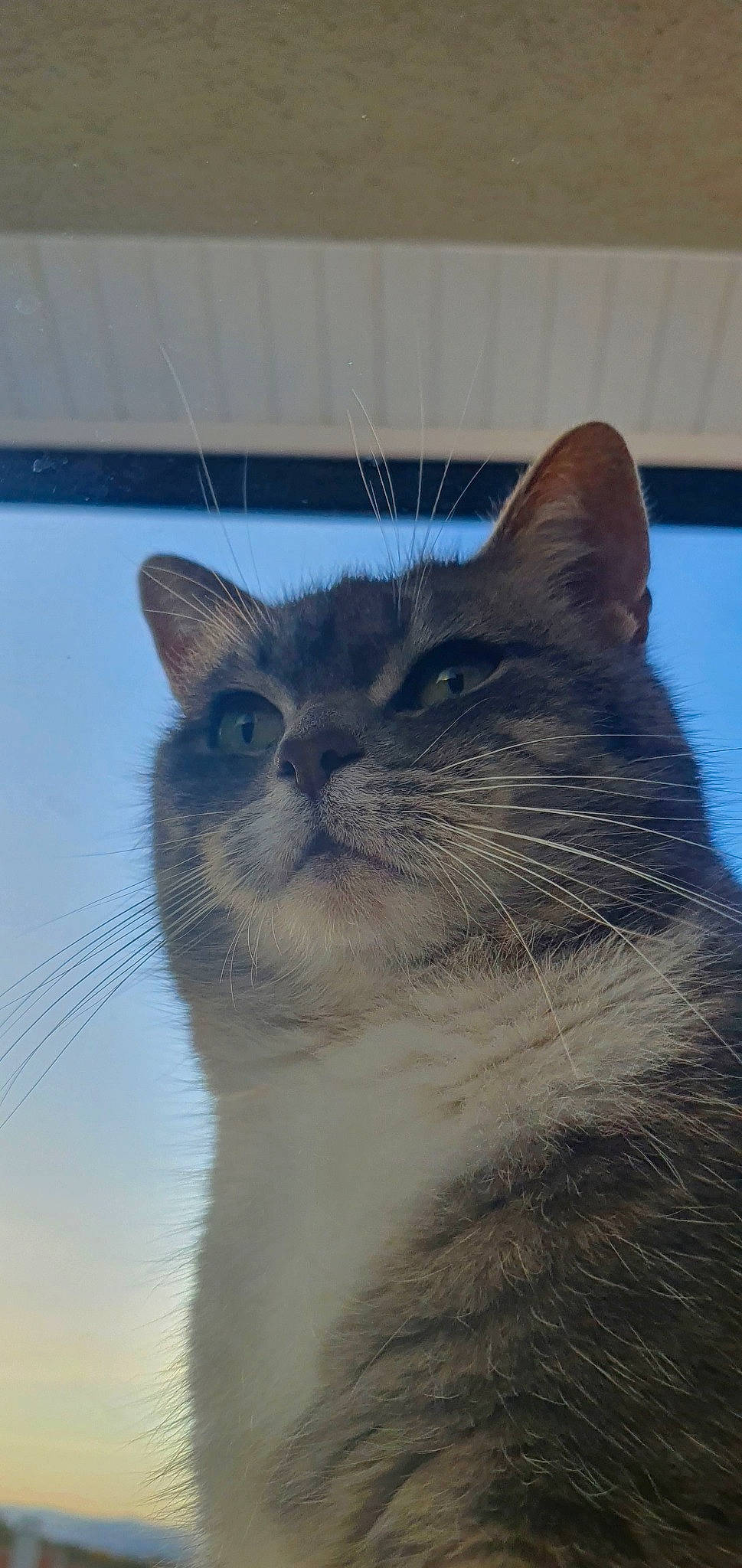 Silbi participe au concours pour gagner de l'argent avec cette photo : aegean_cat, asian, balinese, british_shorthair, burmese, carnivore, cat, domestic_short_haired_cat, eye, fawn, felidae, mammal, ojos_azules, ragdoll, siamese, small_to_medium_sized_cats, snout, thai, tonkinese, whiskers