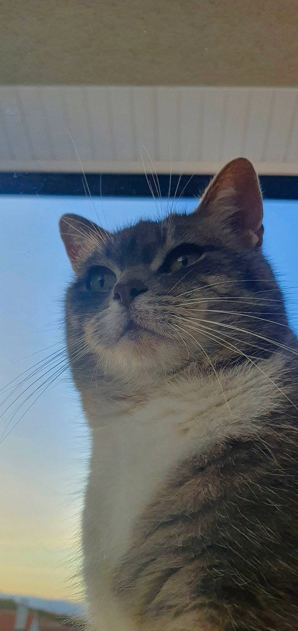 Silbi participe au concours pour gagner de l'argent avec cette photo : aegean_cat, asian, balinese, birman, burmese, carnivore, cat, domestic_short_haired_cat, eye, fawn, felidae, mammal, ojos_azules, ragdoll, siamese, small_to_medium_sized_cats, snout, thai, tonkinese, whiskers