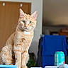 Toast is registered to the contest to win money with this photo: cat, orange_tabby, pet, animal, feline, sitting, portrait, green_eyes, whiskers, ears, fur, indoors, home, table, chair, soda_can, blue, wooden_door, focused, photography