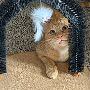Toast joined the competition — help win amazing prizes! cat, orange_cat, tabby, pet, animal, feline, green_eyes, whiskers, fur, portrait, indoors, carpet, scratching_post, tinsel, holiday, festive, hat, sitting, close_up, adorable