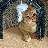 cat, orange_cat, tabby, pet, animal, feline, green_eyes, whiskers, fur, portrait, indoors, carpet, scratching_post, tinsel, holiday, festive, hat, sitting, close_up, adorable
