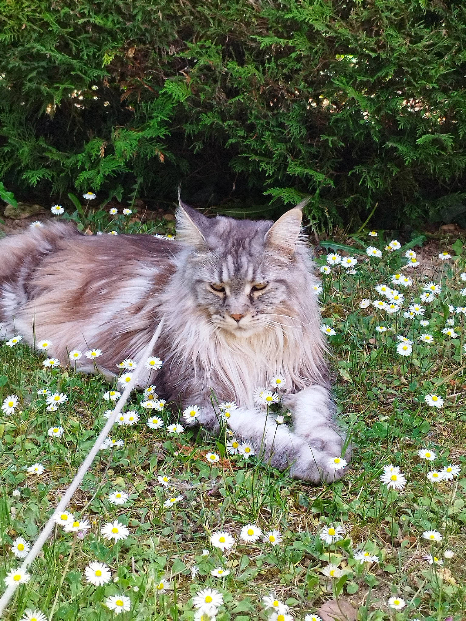 Octavia participe au concours pour gagner de l'argent avec cette photo : botany, british_longhair, carnivore, cat, eye, felidae, flower, flowering_plant, fur, grass, groundcover, lawn, leaf, plant, shrub, small_to_medium_sized_cats, snout, tail, terrestrial_animal, whiskers