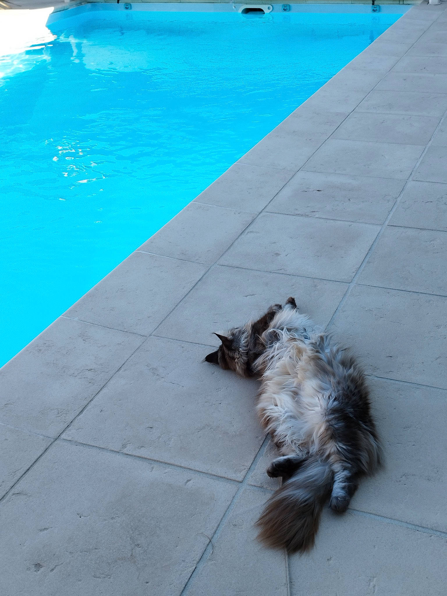 Octavia participe au concours pour gagner de l'argent avec cette photo : asphalt, azure, carnivore, companion_dog, dog_breed, felidae, flagstone, floor, flooring, grass, leisure, line, outdoor_furniture, road_surface, sidewalk, small_to_medium_sized_cats, swimming_pool, tail, water, wood