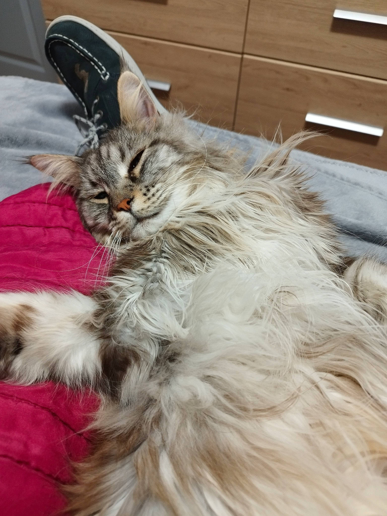 Octavia a rejoint le concours — aidez-le/la à gagner de superbes lots ! bed, british_longhair, cabinetry, carnivore, cat, claw, comfort, drawer, feather, felidae, fur, grey, hardwood, maine_coon, paw, small_to_medium_sized_cats, snout, tail, whiskers, wood