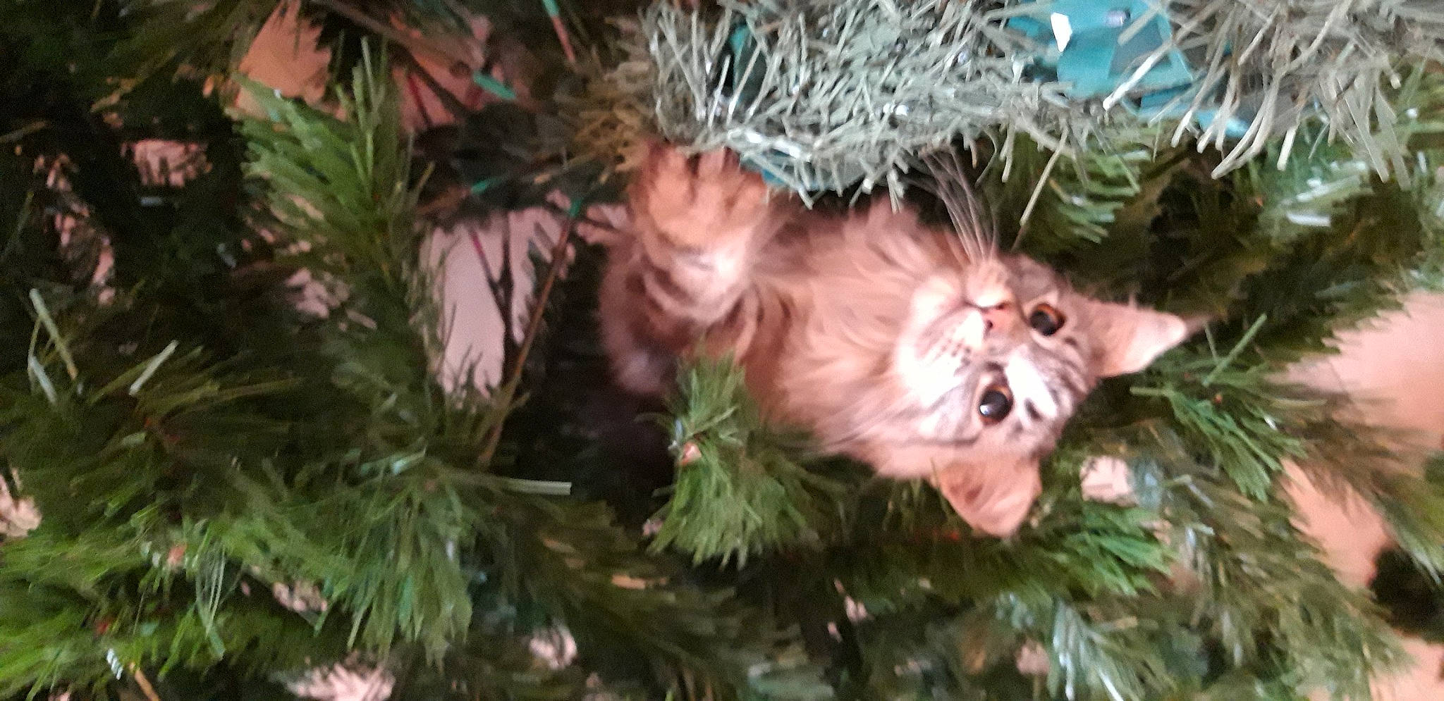 Octavia participe au concours pour gagner de l'argent avec cette photo : carnivore, christmas, christmas_decoration, christmas_ornament, christmas_tree, conifer, event, evergreen, fawn, fur, grass, holiday, holiday_ornament, mustelidae, ornament, plant, terrestrial_animal, tree, twig, whiskers