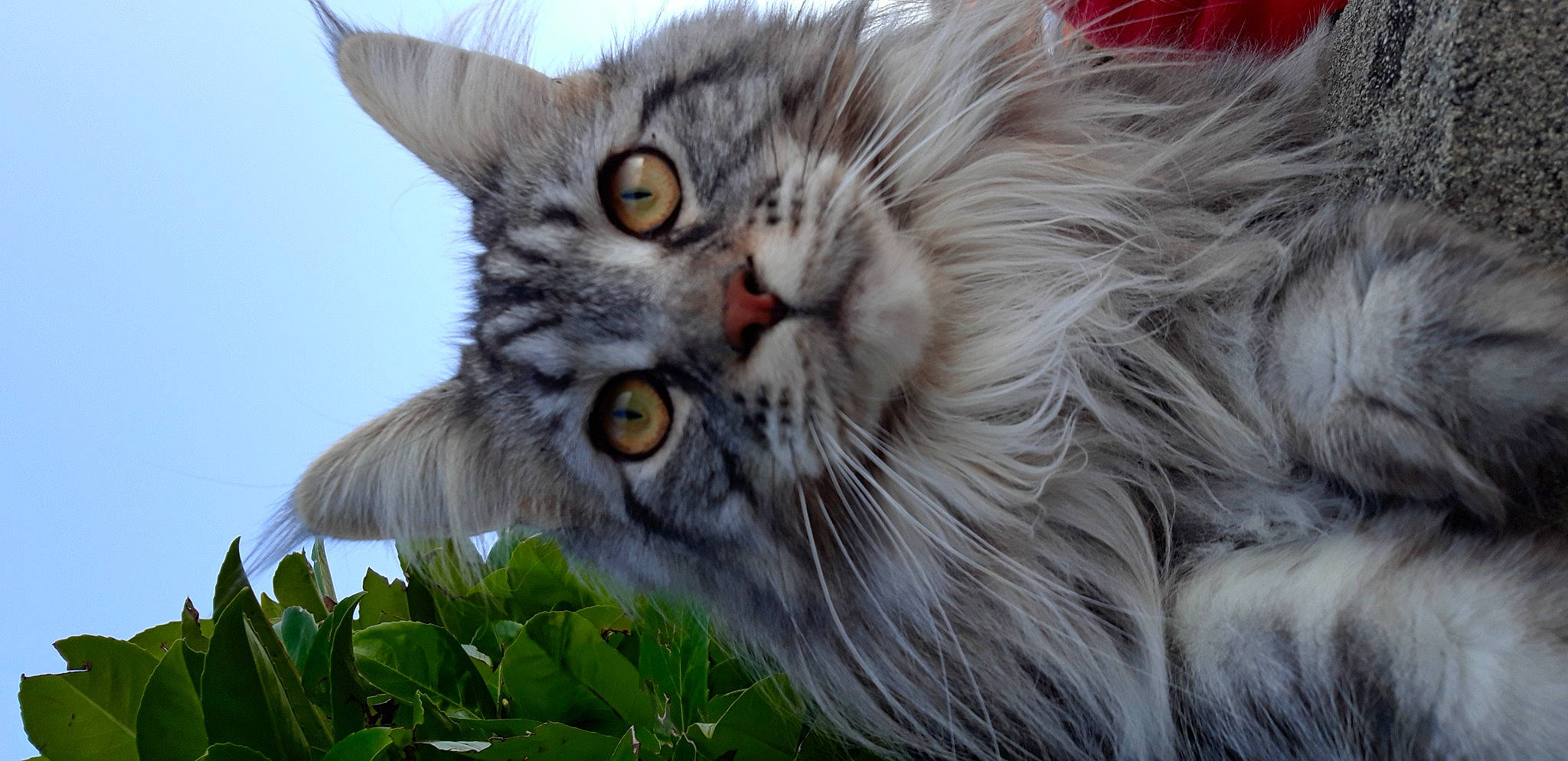 Octavia participe au concours pour gagner de l'argent avec cette photo : carnivore, cat, claw, close_up, domestic_short_haired_cat, eye, felidae, fur, grass, head, iris, maine_coon, paw, plant, small_to_medium_sized_cats, snout, terrestrial_animal, whiskers, wildlife
