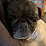 dog, pug, close_up, resting, indoor, cushion, brown, face, pet, canine, fur, snout, nose, animal, portrait, sleepy, cozy, wooden_furniture, floor, relaxed