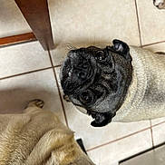 Ruby joined the competition — help win amazing prizes! pug, dog, pet, indoor, tile_floor, looking_up, cute, animal, companion, fur, snout, whiskers, ears, black_face, beige_fur, flooring, domestic, mammal, portrait, two_dogs