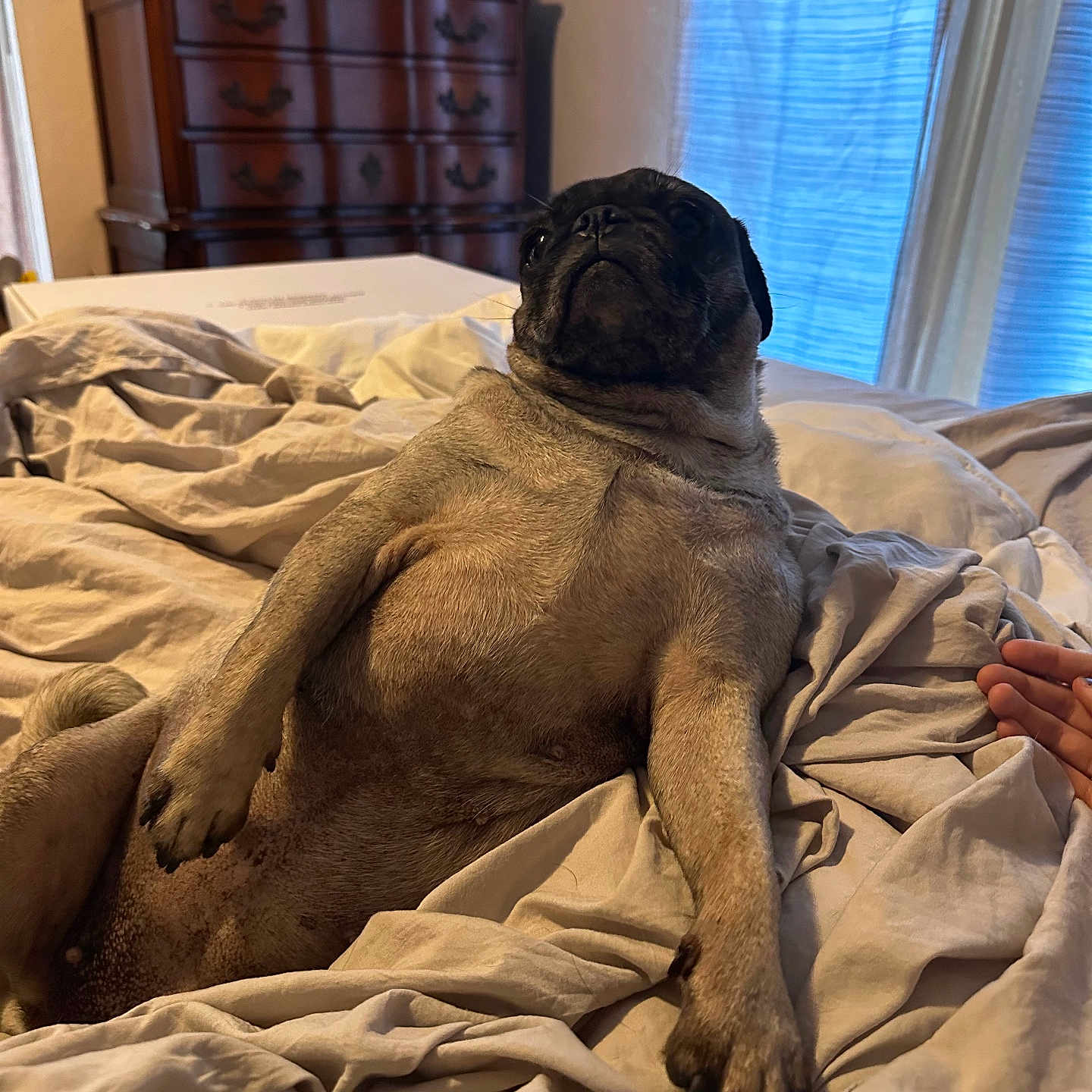Ruby is registered to the contest to win money with this photo: animal, bed, blanket, comfort, cozy, curtains, dog, drapes, face, fur, furniture, hand, indoor, paw, pet, pug, relaxed, room, snout, wooden_dresser