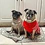 dog, pug, pet, indoor, sweater, red_clothing, floor_rug, tile_floor, cute, animal, companion, two_animals, sitting, portrait, domestic, canine, furniture, home, expression, closeup