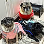 pug, dog, pet, indoor, sweater, clothing, floor, rug, tile, black_dog, fawn_dog, cute, animal, companion, resting, portrait, three_dogs, expression, kitchen, cozy