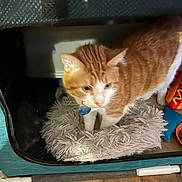 Chloe joined the competition — help win amazing prizes! cat, orange_cat, white_cat, pet, fluffy_bed, toy, indoor, floor, tile_floor, collar, blue_tag, animal, feline, curious, cozy, small_space, resting_place, domestic, fur, cute