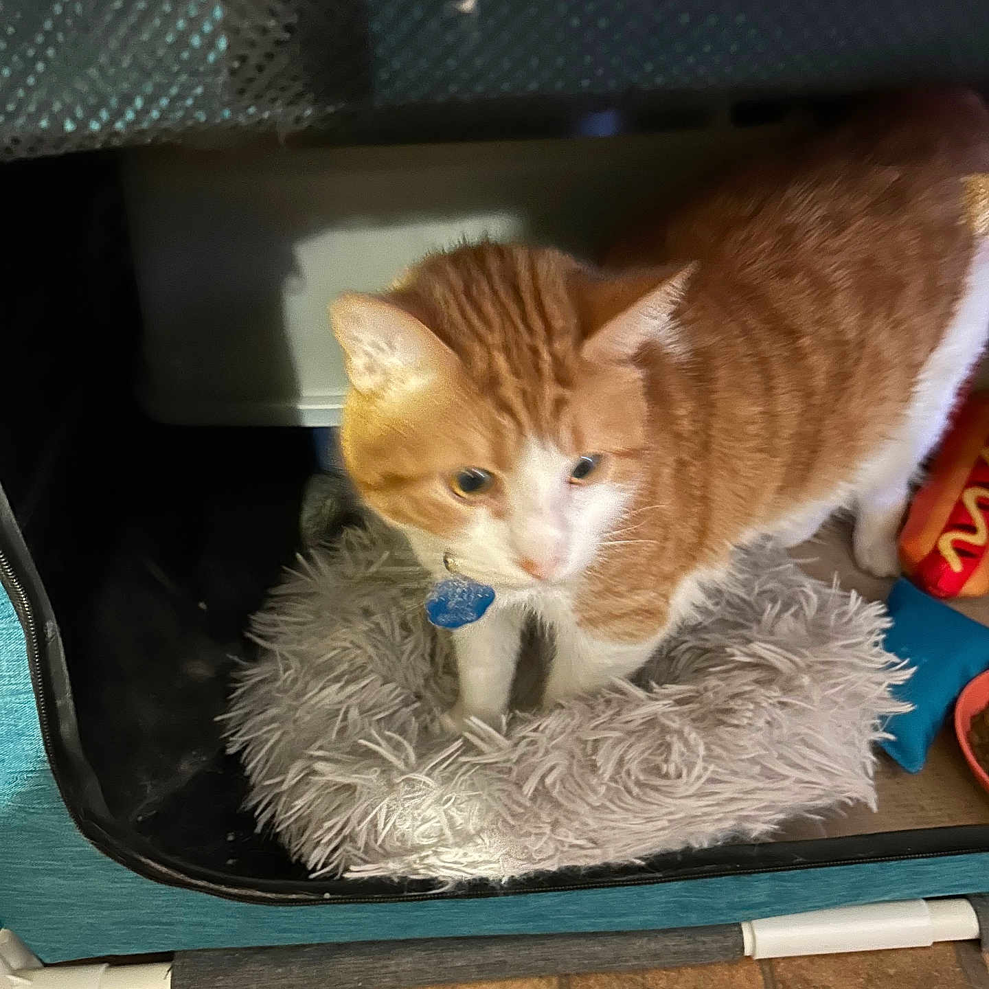 Chloe joined the competition — help win amazing prizes! cat, orange_cat, white_cat, pet, fluffy_bed, toy, indoor, floor, tile_floor, collar, blue_tag, animal, feline, curious, cozy, small_space, resting_place, domestic, fur, cute