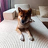 dog, shiba_inu, pet, animal, brown_fur, white_fur, pointed_ears, sitting, lying_down, paws, indoors, living_room, sofa, couch, cushions, curtains, home, portrait, relaxed, smiling