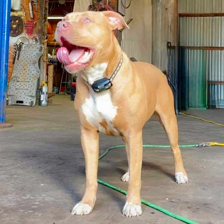 Tinkerbell is registered to the contest to win money with this photo: accessories, animal, architecture, boxer, building, bulldog, canine, dog, indoors, interiordesign, leash, outdoors, pet, pitbull, plywood, puppy, shelter, snout, strap, wood