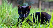 Shadow a rejoint le concours — aidez-le/la à gagner de superbes lots ! black_cat, cat, animal, pet, outdoors, grass, tall_grass, garden, woodland, nature, wildlife, feline, greenery, foliage, portrait, close_up, staring, crouching, camouflage, daylight