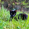 black_cat, cat, animal, pet, outdoors, grass, tall_grass, garden, woodland, nature, wildlife, feline, greenery, foliage, portrait, close_up, staring, crouching, camouflage, daylight