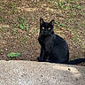Shadow a rejoint le concours — aidez-le/la à gagner de superbes lots ! black_cat, cat, feline, animal, pet, sitting, outdoor, garden, grass, soil, concrete, pavement, tail, ears, whiskers, yellow_eyes, black_fur, portrait, nature, alert