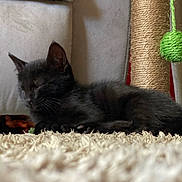 Shadow participe au concours pour gagner de l'argent avec cette photo : cat, kitten, black_cat, sleeping, resting, furry, whiskers, paws, indoors, rug, carpet, cozy, relaxed, pet, animal, scratching_post, cat_toy, green_toy, soft_texture, close_up