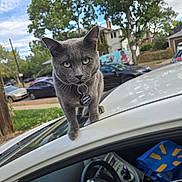 Nermal joined the competition — help win amazing prizes! animal, car, car_roof, cat, close_up, collar, curious, daylight, gray_cat, green_eyes, house, mural, outdoor, parked_cars, pet, sidewalk, street, suburban, tag, trees
