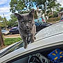 animal, car, car_roof, cat, close_up, collar, curious, daylight, gray_cat, green_eyes, house, mural, outdoor, parked_cars, pet, sidewalk, street, suburban, tag, trees