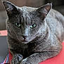 cat, gray_cat, feline, pet, animal, green_eyes, fur, paws, resting, indoors, table, papers, stack, close_up, portrait, looking_at_camera, soft_light, domestic_cat, whiskers, relaxed