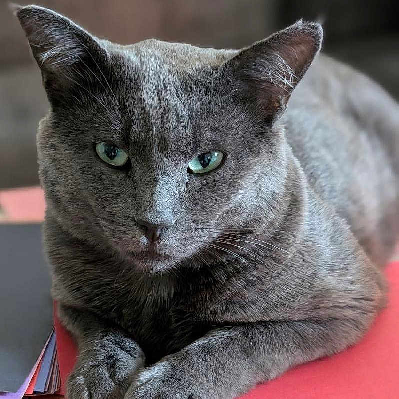 Nermal joined the competition — help win amazing prizes! animal, cat, close_up, domestic_cat, feline, fur, gray_cat, green_eyes, indoors, looking_at_camera, papers, paws, pet, portrait, relaxed, resting, soft_light, stack, table, whiskers
