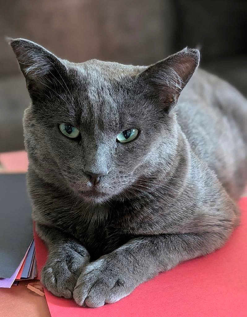 Nermal joined the competition — help win amazing prizes! cat, gray_cat, feline, pet, animal, green_eyes, fur, paws, resting, indoors, table, papers, stack, close_up, portrait, looking_at_camera, soft_light, domestic_cat, whiskers, relaxed