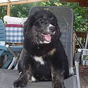 Liv a rejoint le concours — aidez-le/la à gagner de superbes lots ! puppy, dog, black_fur, white_markings, tongue_out, outdoor_chair, patio, greenery, happy, cute, fur, pet, relaxed, sitting, daylight, home, smiling, animal, domestic_animal, canine