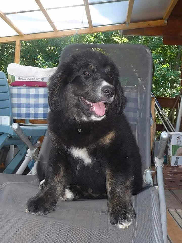 Liv a rejoint le concours — aidez-le/la à gagner de superbes lots ! puppy, dog, black_fur, white_markings, tongue_out, outdoor_chair, patio, greenery, happy, cute, fur, pet, relaxed, sitting, daylight, home, smiling, animal, domestic_animal, canine