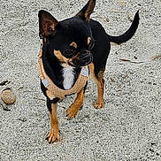 Lola participe au concours pour gagner de l'argent avec cette photo : dog, chihuahua, small_dog, black_dog, tan_dog, harness, pet, outdoor, gravel, alert, ears, canine, animal, companion, standing, side_view, short_fur, mammal, cute, leash