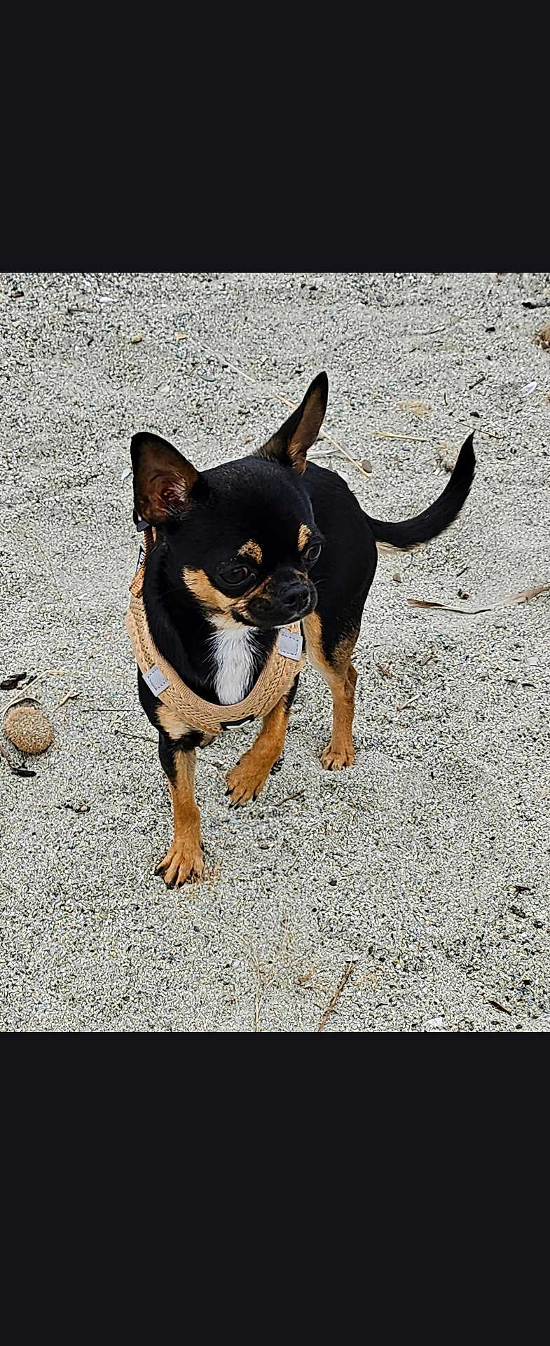 Lola participe au concours pour gagner de l'argent avec cette photo : dog, chihuahua, small_dog, black_dog, tan_dog, harness, pet, outdoor, gravel, alert, ears, canine, animal, companion, standing, side_view, short_fur, mammal, cute, leash
