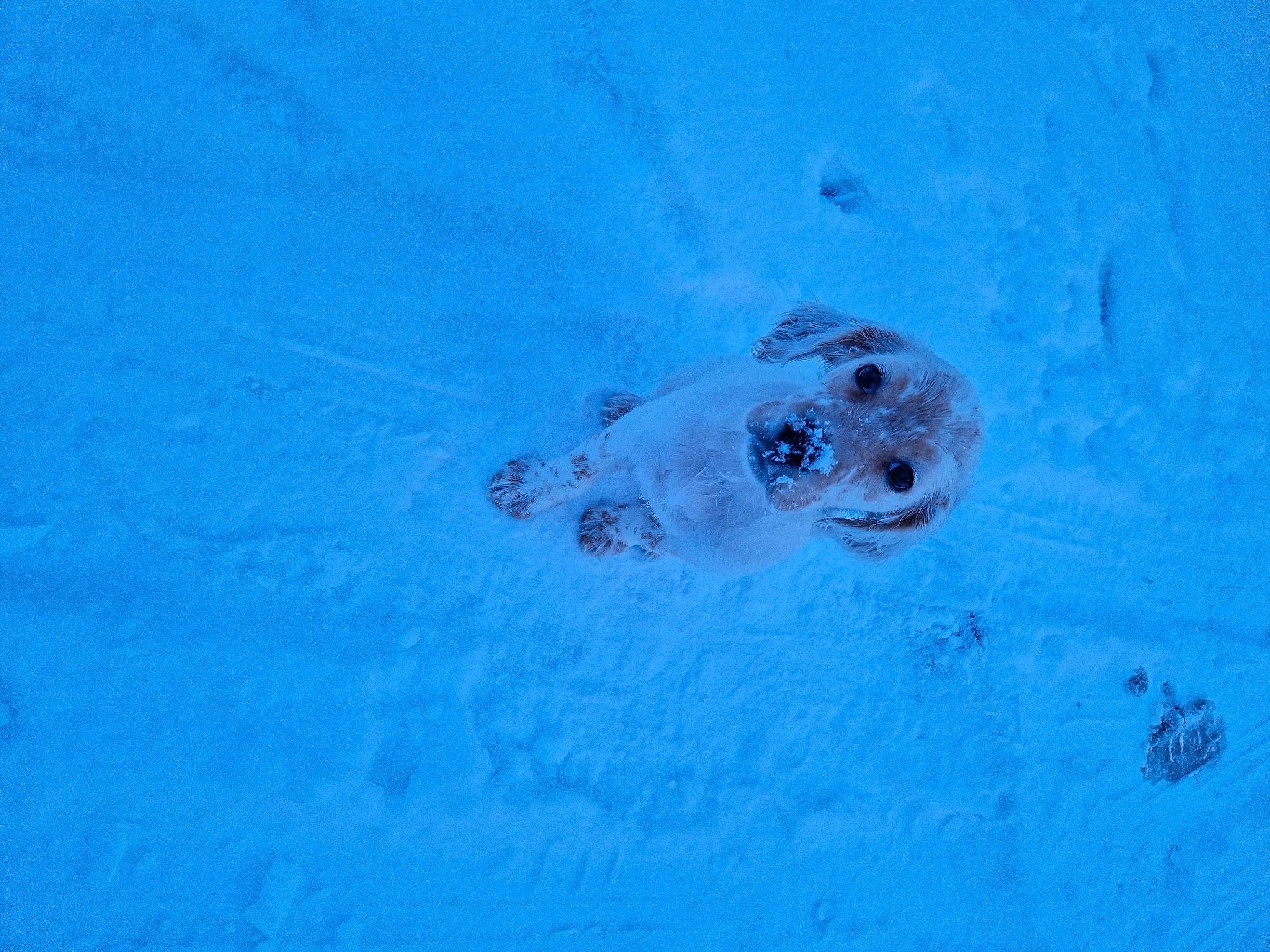 Flocon a rejoint le concours — aidez-le/la à gagner de superbes lots ! blue, electric_blue, fluid, loggerhead_sea_turtle, marine_mammal, olive_ridley_sea_turtle, reptile, sea_turtle, snow, terrestrial_animal, tortoise, turtle, water, wildlife, winter