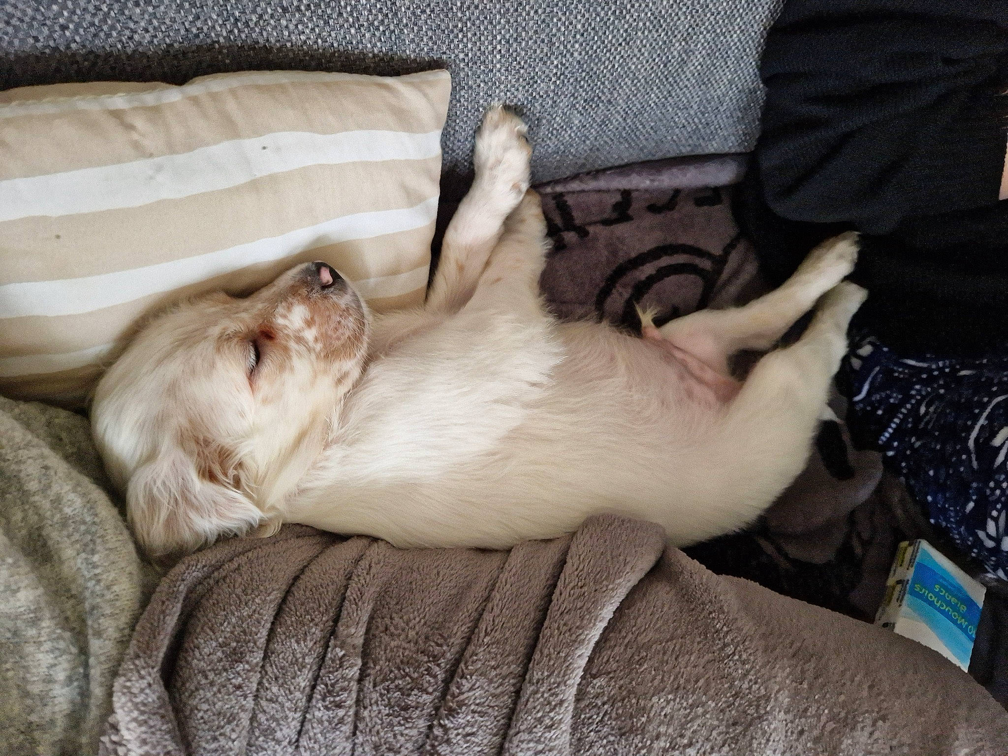 Flocon a rejoint le concours — aidez-le/la à gagner de superbes lots ! canidae, carnivore, cat, claw, comfort, companion_dog, dog_breed, domestic_short_haired_cat, fawn, felidae, fur, linens, nap, paw, puppy, small_to_medium_sized_cats, sporting_group, tail, thai, whiskers