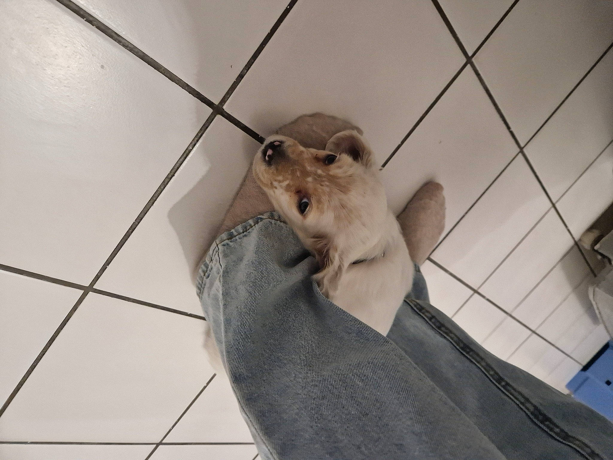 Flocon a rejoint le concours — aidez-le/la à gagner de superbes lots ! canidae, carnivore, dog_breed, fawn, felidae, floor, flooring, foot, fur, gesture, grey, line, metal, monochrome, shoe, small_to_medium_sized_cats, tail, tile, whiskers, wood