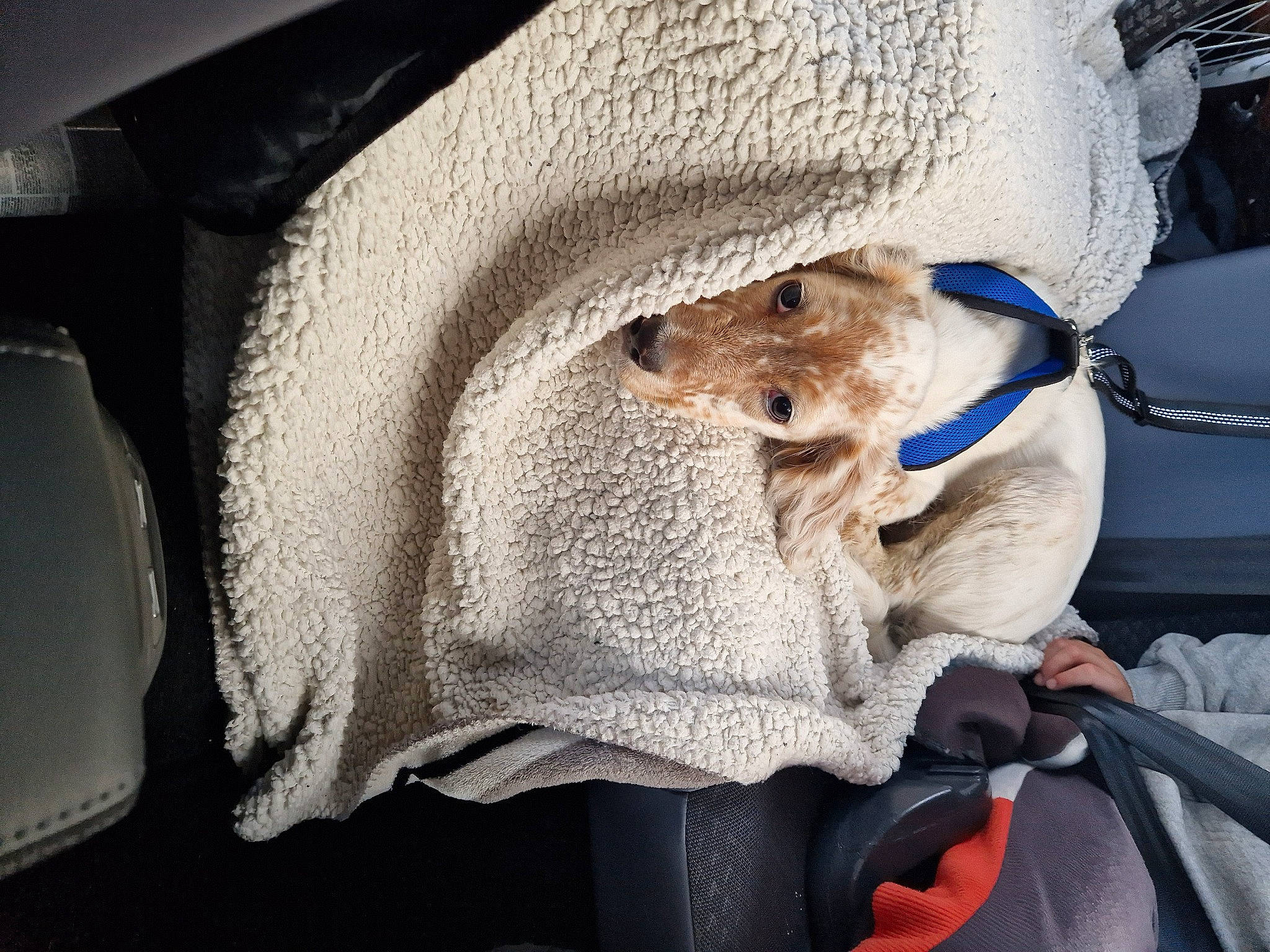 Flocon a rejoint le concours — aidez-le/la à gagner de superbes lots ! auto_part, bag, canidae, car, car_seat, comfort, companion_dog, electric_blue, fashion_accessory, fawn, felidae, fur, hat, human_leg, linens, seat_belt, small_to_medium_sized_cats, snout, vehicle_door, whiskers