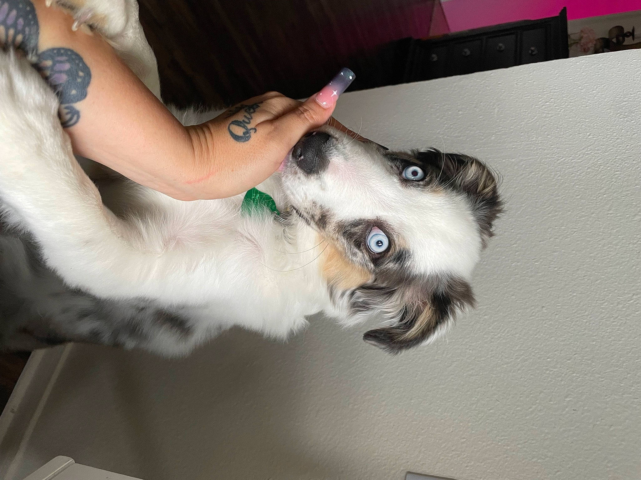 Khalani C joined the competition — help win amazing prizes! canidae, carnivore, clock, companion_dog, dog, dog_breed, elbow, eyelash, fawn, fur, gesture, human_leg, jaw, leg, snout, sporting_group, tail, watch, whiskers, wrist