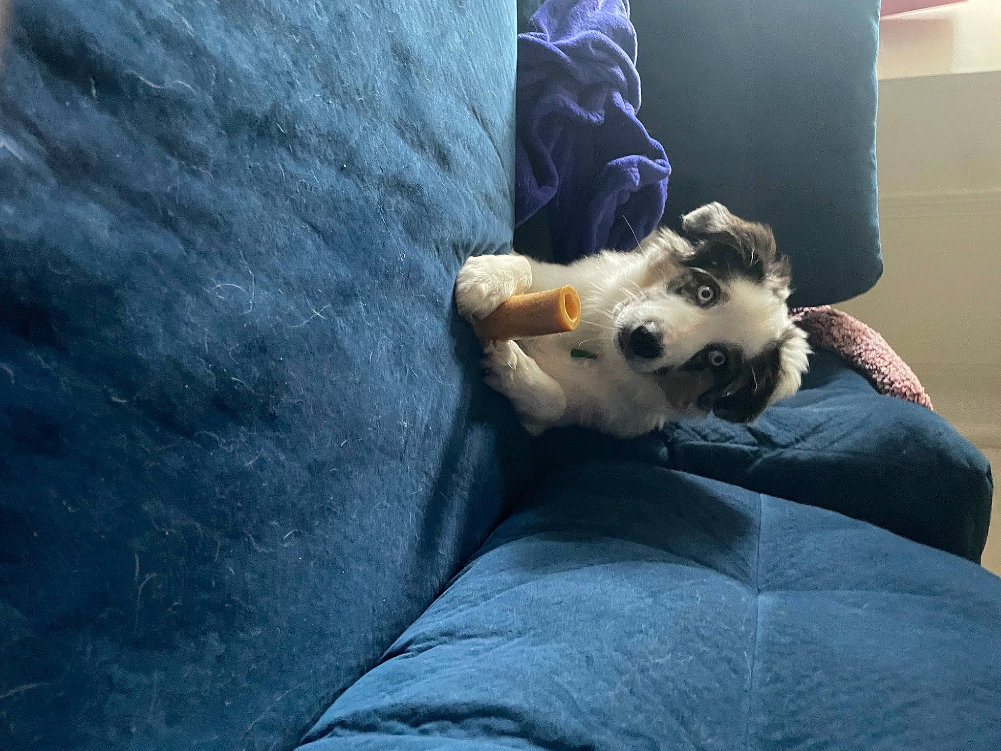 Khalani C is registered to the contest to win money with this photo: canidae, carnivore, comfort, companion_dog, couch, dog, dog_breed, fawn, felidae, fur, grey, human_leg, knee, linens, paw, small_to_medium_sized_cats, sporting_group, thigh, toy_dog, whiskers