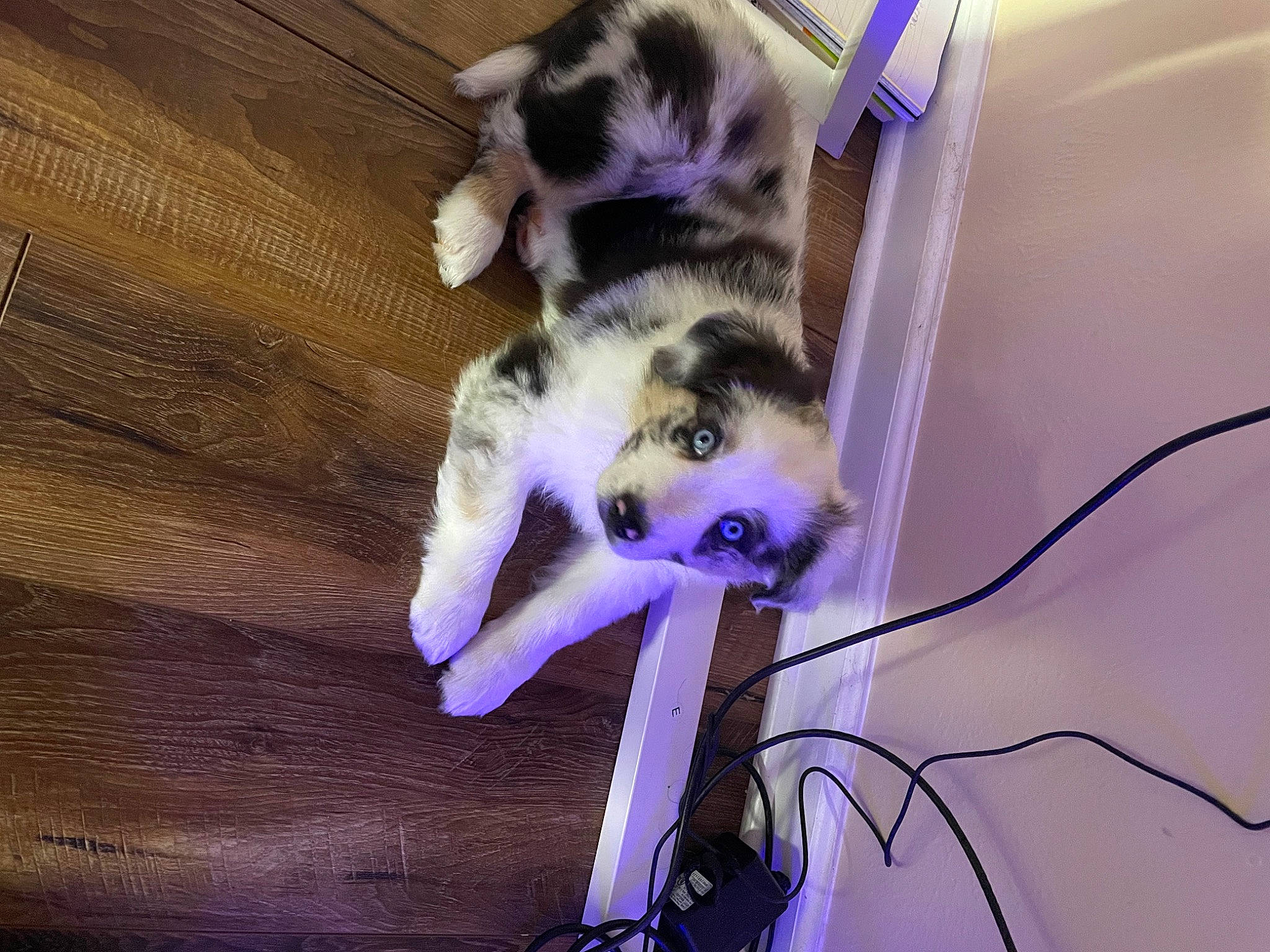 Khalani C is registered to the contest to win money with this photo: canidae, carnivore, companion_dog, dog, dog_breed, event, fawn, felidae, fur, hardwood, paw, plant, purple, small_to_medium_sized_cats, snout, sporting_group, tail, whiskers, wire, wood