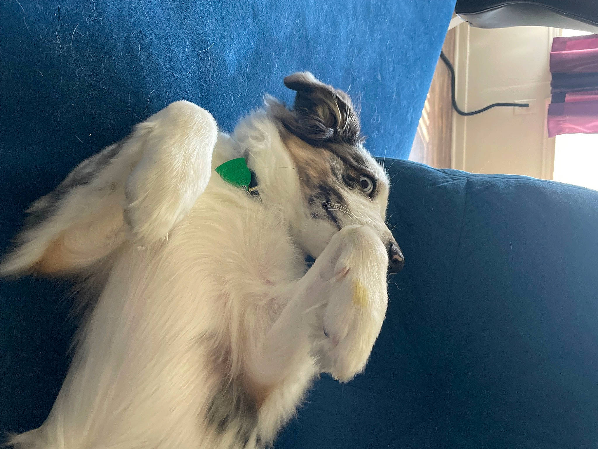 Khalani C joined the competition — help win amazing prizes! borzoi, canidae, carnivore, comfort, companion_dog, couch, dog, dog_breed, feather, felidae, fur, linens, seabird, silken_windhound, small_to_medium_sized_cats, sporting_group, tail, toy_dog, whiskers, wing