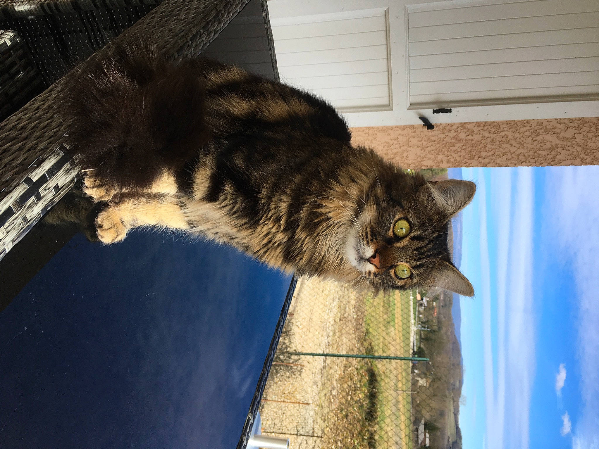 Pacha participe au concours pour gagner de l'argent avec cette photo : carnivore, cat, domestic_short_haired_cat, door, felidae, fur, plant, small_to_medium_sized_cats, snout, tail, terrestrial_animal, tree, whiskers, wood