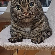 Pudding participe au concours pour gagner de l'argent avec cette photo : cat, tabby, indoor, chair, furniture, pet, animal, whiskers, ears, eyes, paws, wooden_floor, cozy, curious, domestic, mammal, looking, resting, home, cute