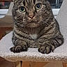 cat, tabby, indoor, chair, furniture, pet, animal, whiskers, ears, eyes, paws, wooden_floor, cozy, curious, domestic, mammal, looking, resting, home, cute