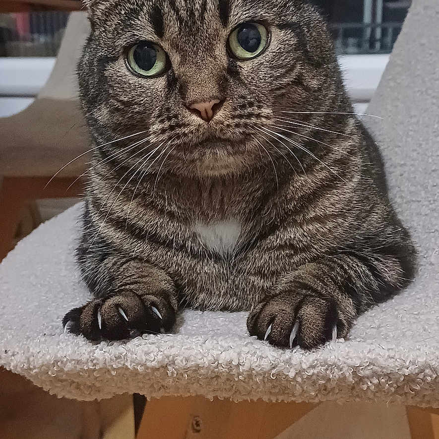 Pudding participe au concours pour gagner de l'argent avec cette photo : cat, tabby, indoor, chair, furniture, pet, animal, whiskers, ears, eyes, paws, wooden_floor, cozy, curious, domestic, mammal, looking, resting, home, cute
