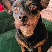Champagne participe au concours pour gagner de l'argent avec cette photo : dog, pet, small_dog, indoor, chair, green_chair, fur, ears, brown_eyes, looking_up, close_up, portrait, furniture, blanket, cozy, home, carpet, animal, cute, curious